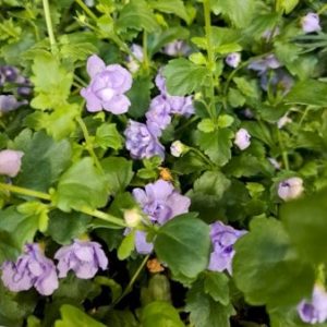 Bacopa - Lys lilla 11 cm potte