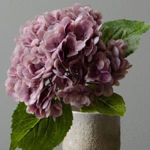 Botané Hydrangea blomst - lilla