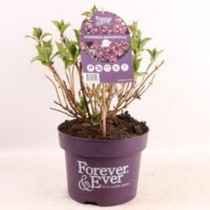 Hortensia 'Forever & EverÂ© Lilla'